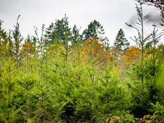 Wiederaufforstung im herbstlichen Mischwald