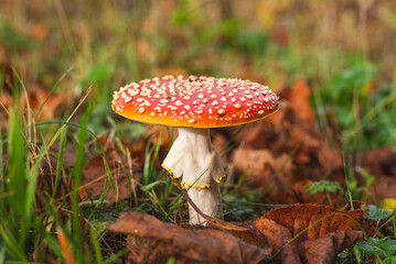 Fly agaric mushroom growing on grass after rain