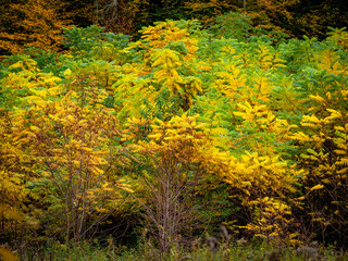 Herbstliches Laub im Mischwald