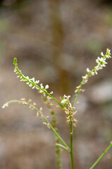 Wild flowers and fruit in macro shot , close up
