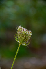 Wild flowers and fruit in macro shot , close up