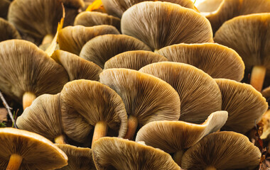 Cluster of tiny mushrooms on wet forest floor after rain