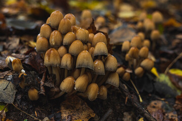 Cluster of tiny mushrooms on wet forest floor after rain