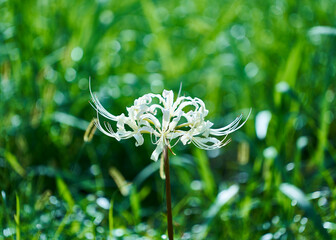 Delicate petals of white spider lily_01
