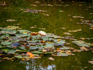 Seerose Blüte im Waldsee