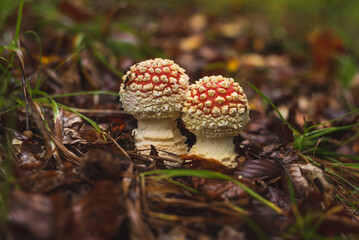 Fly agaric mushroom growing on grass after rain