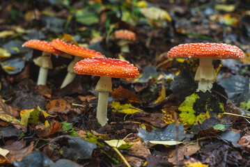 Fly agaric mushroom growing on grass after rain