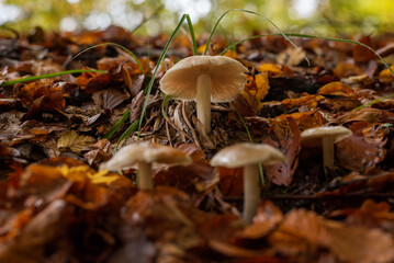 Tiny mushroom growing among the leafs on wet forest floor