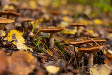 Tiny mushroom growing among the leafs on wet forest floor