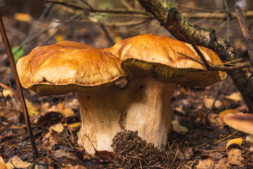 Two big boletus edulis mushrooms on wet forest floor.