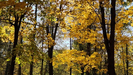 Obraz premium A serene autumn forest with vibrant yellow leaves illuminated by sunlight during a clear day