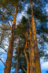 Fototapeta premium Tall pine trees against the blue sky
