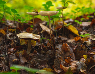 Cluster of tiny mushrooms on wet forest floor after rain