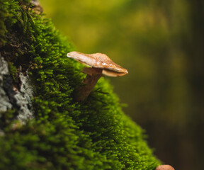 Mushrooms growing on moss on dead tree trunk