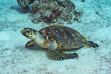 Hawksbill Turtle - Red Sea - Egypt