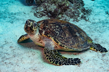 Fototapeta premium Hawksbill Turtle - Red Sea - Egypt
