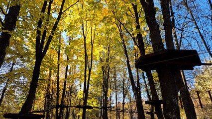 Autumn foliage surrounds an adventure park in a forest during a sunny day in the late afternoon