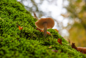 Mushrooms growing on moss on dead tree trunk