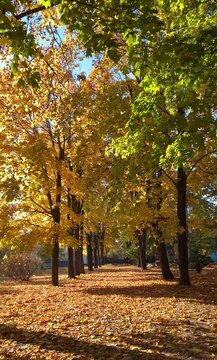 Autumn stroll through a serene park lined with vibrant, colorful trees and fallen leaves in the golden sunlight