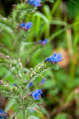 Close up macro of plant and flowers 