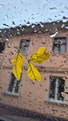 Leaves clinging to a wet car window with raindrops and a building backdrop on a gray day