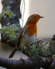 Rotkehlchen