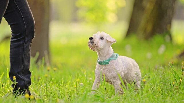 Miniature white Schnauzer dog running in the park, 4k footage.