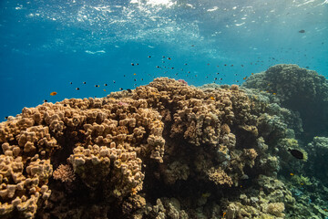 Red Sea - Egypt - Coral Reef