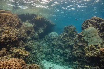 red sea scuba diving corals