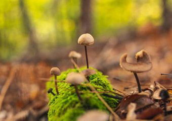 Cluster of tiny mushrooms on wet forest floor after rain