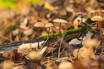 Cluster of tiny mushrooms on wet forest floor after rain