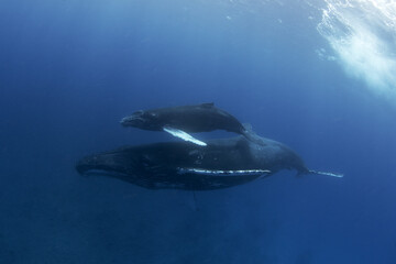 Fototapeta premium Mother of humpback whale with her calf. Marine life in ocean. Whales near the surface. Close encounter with pair of whales. 