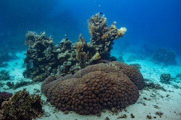 red sea scuba diving corals