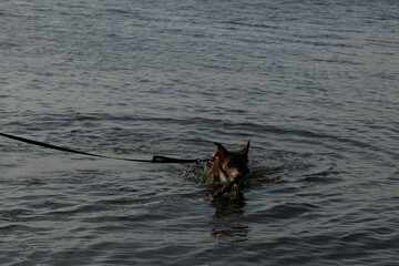Fototapeta premium Border collie dog swimming in a lake. Summer day. 