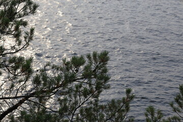 Fir tree at a lake. Green branch. M&auml;laren, Stockholm, Sweden.