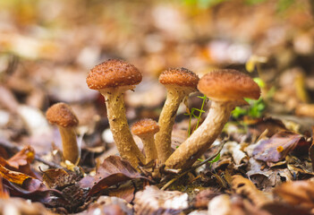 Group of honey mushrooms on wet forest floor