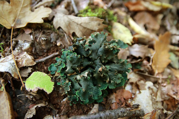 Peltigera sp. foliose lichens close up shot into the woods in early Autumn