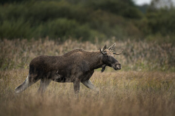 Moose is walking through the meadow. Young male of elk during rutting time. Wildlife in Poland. 