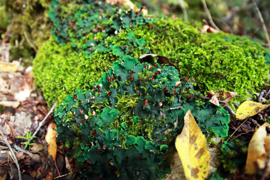 Peltigera sp. foliose lichens close up shot into the woods in early Autumn
