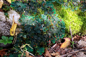 Peltigera sp. foliose lichens close up shot into the woods in early Autumn