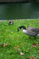 duc's in the park close to the pond