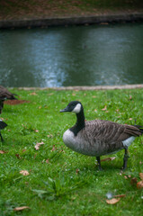 duc's in the park close to the pond