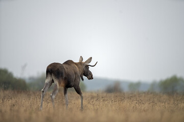 Moose is walking through the meadow. Young male of elk during rutting time. Wildlife in Poland. 