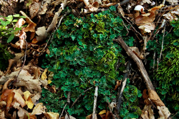 Peltigera sp. foliose lichens close up shot into the woods in early Autumn