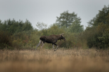 Moose is walking through the meadow. Young male of elk during rutting time. Wildlife in Poland. 