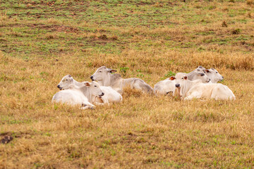 Um pequeno rebanho de gado, na cor branca, descansando, deitados no meio do capim no pasto de uma fazenda.