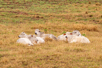Um pequeno rebanho de gado, na cor branca, descansando, deitados no meio do capim no pasto de uma fazenda.