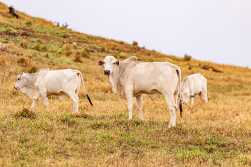 Obraz premium Alguns bois se alimentando em pasto seco de uma fazenda. 