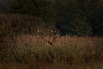 Red deer is walking through the meadow. Male of deer during rutting time. Wildlife in Poland. 