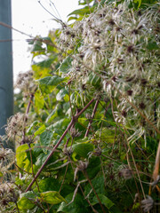 wild flowers in close up macro 